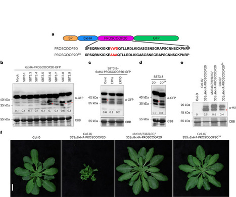 Nat Plants: Subtilase-mediated biogenesis of the expanded family of SERINE RICH ENDOGENOUS PEPTIDES (2023) | Publications from The Sainsbury Laboratory | Scoop.it