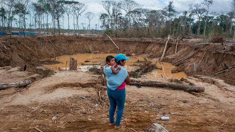 Amazon rainforest in Peru, ravaged by gold mining, is being restored | RAINFOREST EXPLORER | Scoop.it