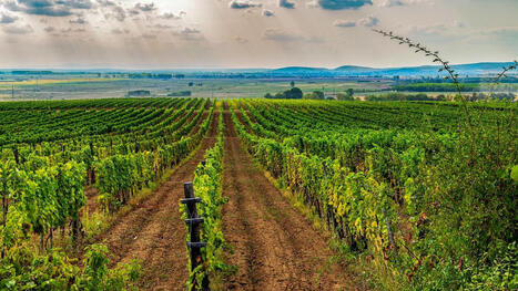 Why Europe’s FARMERS are losing faith in the future  | CIHEAM Press Review | Scoop.it