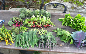 12 Important Reasons to Have a Home Vegetable Garden | Gardening Life | Scoop.it