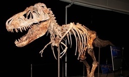Tyrannosaurus skull sold for $230,000 in New York must go back to Mongolia | Trending in Uganda | Scoop.it