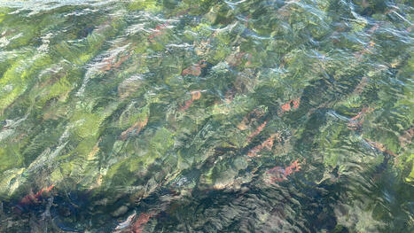 Selon une étude, les populations de poissons migrateurs ont décliné de plus de 80% | Biodiversité | Scoop.it