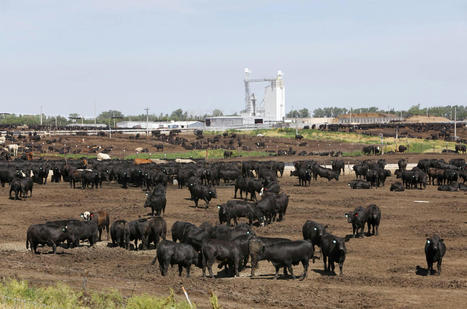 2,000+ Cattle Killed By Heat Wave Were Buried, Dumped at Kansas Landfill - EcoWatch.com | Agents of Behemoth | Scoop.it
