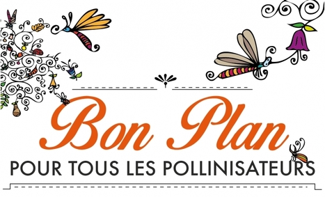 Des nouvelles du Plan national d'actions Pollinisateurs sauvages | Variétés entomologiques | Scoop.it
