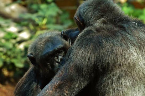 Los chimpanc&eacute;s roban menos comida a sus amigos | Mi Caj&oacute;n de Ideas | Scoop.it