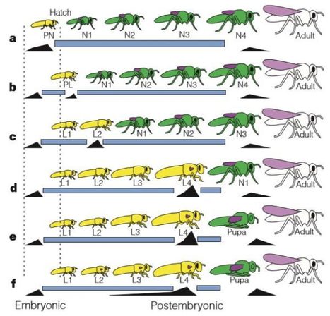 Origine de la métamorphose chez les insectes | EntomoScience | Scoop.it