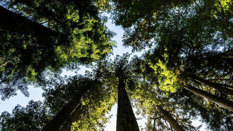 IPBES, r&eacute;concilier &eacute;conomie et biodiversit&eacute; c&rsquo;est possible&nbsp;!&nbsp; | &Eacute;cosyst&egrave;mes Tropicaux | Scoop.it