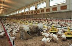 Les industriels nord européens jouent aussi l’effet gamme | SCIENCES DE L' ANIMAL | Scoop.it