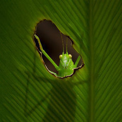 The Katydid by Steve Passlow | My Photo | Scoop.it