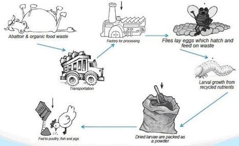 Afrique du Sud : un élevage industriel de mouches primé par l'ONU | EntomoNews | Scoop.it