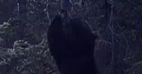 Wild bear spotted in forest doing amazing impression of a pole dancer | Strange days indeed... | Scoop.it