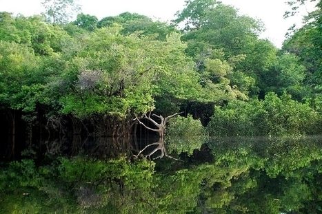 [Écouter] Les forêts d'Afrique et d'Amazonie, avec Francis Hallé | Paysage - Agriculture | Scoop.it