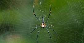 Biotechnologie : la soie des araignées, une fibre très performante | J'écris mon premier roman | Scoop.it