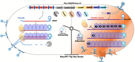 RNA anti-CRISPRs deplete Cas proteins to inhibit the CRISPR-Cas system | mcell | RMH | Scoop.it