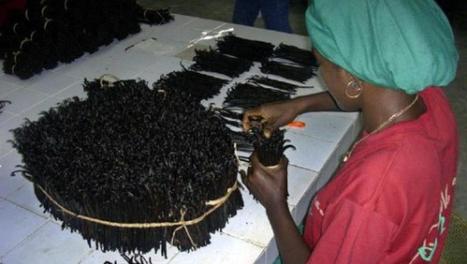 Madagascar: spéculations autour du prix de la vanille à l’approche de la récolte. | Huiles végétales | Scoop.it