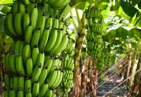 La Masacre de las bananeras – | Activismo en la RED | Scoop.it