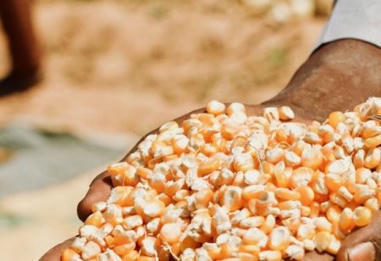 Nigeria : un partenariat public-privé pour stimuler la production de maïs | Questions de développement ... | Scoop.it