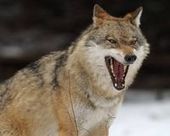 Les loups dans l’espace public français: petite leçon de vivre ensemble… ou non | Loup | Scoop.it