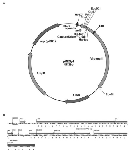 A general protocol for the generation of Nanobodies for structural biology : Nature Protocols : Nature Publishing Group | Genetic Engineering Publications - GEG Tech top picks | Scoop.it