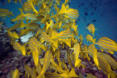 'Canary in the Ocean': Massive Fish Flight Shows Climate Change is Here | OUR OCEANS NEED US | Scoop.it