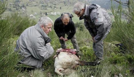 Région | Coup double pour le loup des Vosges - Le Républicain Lorrain | Loup | Scoop.it