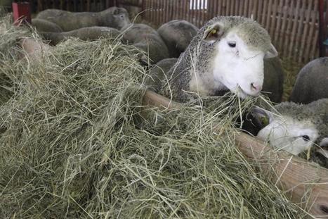 Un record pour le prix de l'agneau | Actualit&eacute; B&eacute;tail | Scoop.it