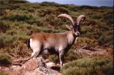 Parc national des Pyrénées : pas de réintroduction de bouquetins ce printemps | Vallées d'Aure & Louron - Pyrénées | Scoop.it