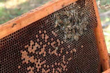 BELGIQUE: Il perd un million 750.000 abeilles en 30 minutes | Ces infos qui nous font du bien | Scoop.it