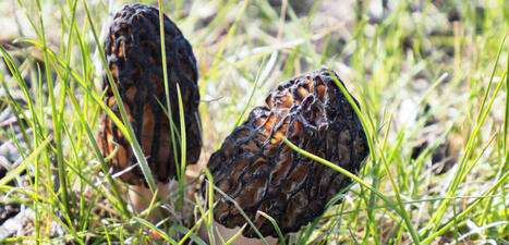 Lajikoulu: Tunnista kev&auml;tsienet | 1Uutiset - Lukemisen t&auml;hden | Scoop.it