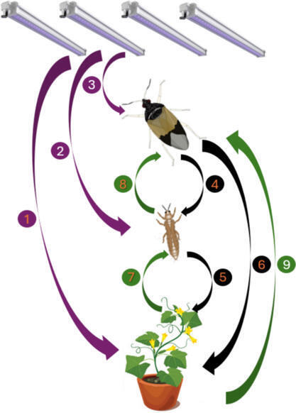 Original Paper in J Pest Sci &bull; Dorais Lab 2026 &bull; Consistent thrips biological control by Orius insidiosus on cucumber plants despite different LED lighting regimes | Originals | Scoop.it