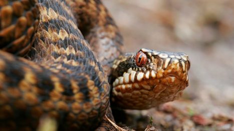 N&auml;ihin koukutut sin&auml;kin! Livekamerat tuovat j&auml;lleen el&auml;inten puuhat n&auml;yt&ouml;illemme | 1Uutiset - Lukemisen t&auml;hden | Scoop.it