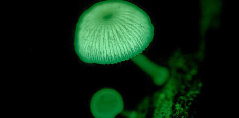 Ces champignons qui brillent dans la nuit : la bioluminescence fongique décryptée | SCIENCES DU VEGETAL | Scoop.it