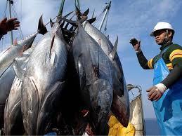 List of endangered species omits tuna, eel | The Japan Times Online | The Asian Food Gazette. | Scoop.it