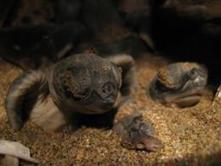 Turtles' mating habits protect against effects of climate change | Science News | Scoop.it