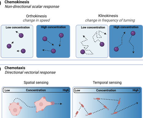Artificial chemotaxis in micro/nanomotors | Ncm | RMH | Scoop.it