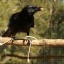 Crows do not plan their clever tricks | Problem Solving in HE | Scoop.it