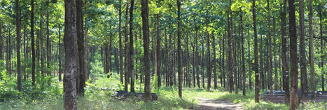 Déforestation : L’Europe interdit de vente le bois illégal | Economie Responsable et Consommation Collaborative | Scoop.it