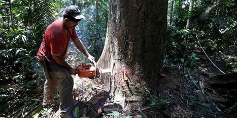 Brazil&rsquo;s Shrinking Rainforest Prompts Nestl&eacute;, H&M, Others to Shake Up Supply Chains | Sustainable Procurement News | Scoop.it