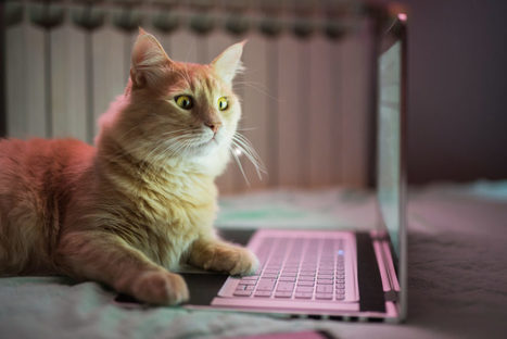 How to Cite a Cat Video by  Elise Barbeau | iGeneration - 21st Century Education (Pedagogy & Digital Innovation) | Scoop.it