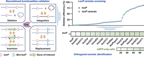 Development and characterization of a Cre/loxP toolkit for genome engineering in Komagataella phaffii | ssb | RMH | Scoop.it