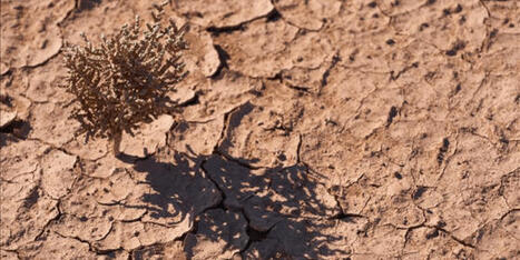 TURKIYE : Every year, approximately 1 million square kilometres of fertile land becomes unusable!  | CIHEAM Press Review | Scoop.it