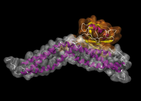 Optimisation of internally deleted dystrophin constructs | Vectorology - GEG Tech top picks | Scoop.it