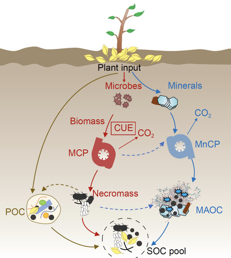 Beyond microbial carbon use efficiency | nsr | RMH | Scoop.it