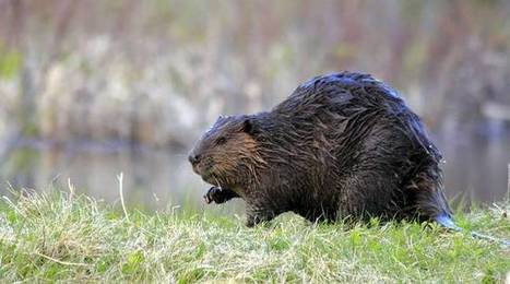 Nord&nbsp;: Le retour du castor dans le d&eacute;partement est un bon signe pour la biodiversit&eacute; | Vers la transition des territoires ! | Scoop.it