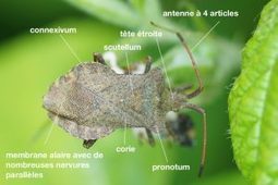 Critères de détermination des Coreidae (ce qu’il faut distinguer sur les photos) : | Insect Archive | Scoop.it