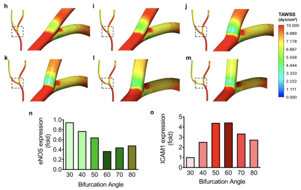 Angular difference in human coronary artery governs endothelial cell structure and function  | Interventional Cardiology | Scoop.it