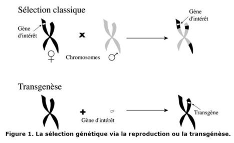 Les animaux transgéniques | EntomoScience | Scoop.it