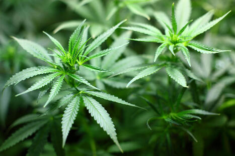 MAROC : Les autorités néerlandaises étudient la possibilité d’importer légalement du cannabis marocain | CIHEAM Press Review | Scoop.it