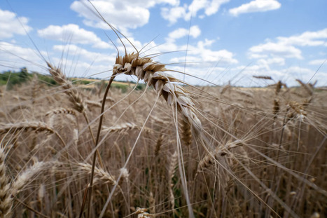 ALIMENTATION : El Ni&ntilde;o menace de faire s&rsquo;envoler les prix des denr&eacute;es agricoles | ALIMENTATIONS | Scoop.it