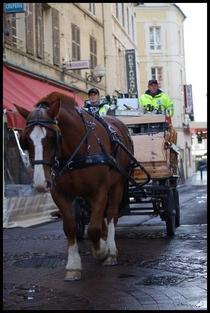 A Caen, des chevaux ramasseront vos poubelles &laquo; C&ocirc;t&eacute; Caen | Cheval et Nature | Scoop.it